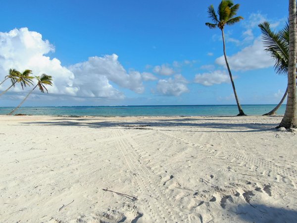 Unleash Happiness: Your Ultimate Handbook to Devon's Best Dog-Friendly Beaches for Unforgettable Adventures!